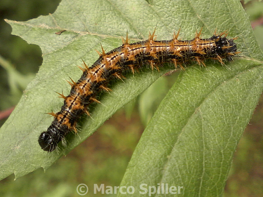 Bruco da identificare